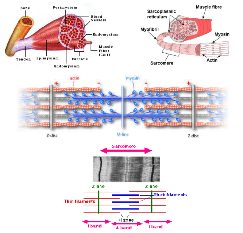 Muscle Fibres