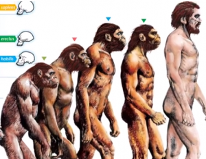 Ape feet evolution