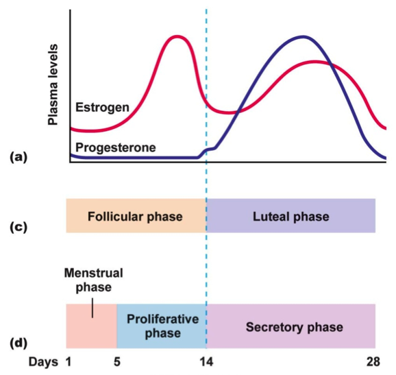 Effects of Your Menstrual Cycle on Training and Competition