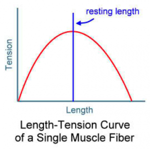 length-tension-relationship-muscle